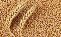 Wheat(गहु)